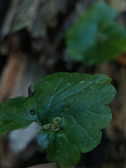 Rondaniola bursaria