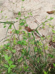 Dactyloctenium aegyptium