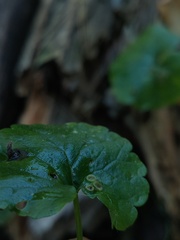 Rondaniola bursaria