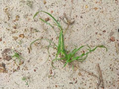 Cyperus mindorensis