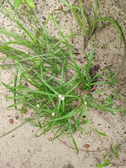 Cyperus mindorensis