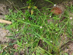 Cyperus mindorensis