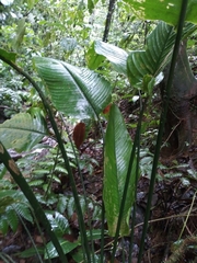 Calathea platystachya