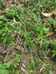 Dactyloctenium aegyptium