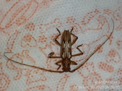 Eburodacrys dubitata