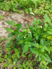 Ageratum conyzoides