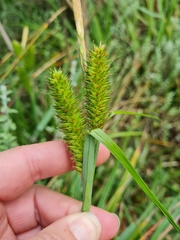 Carex clavata