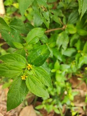 Synedrella