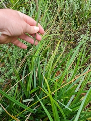 Carex clavata