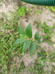Euphorbia hirta
