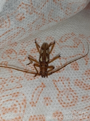 Eburodacrys dubitata