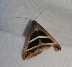 Grammodes bifasciata