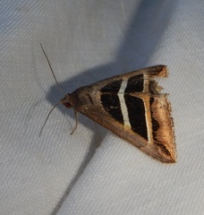 Grammodes bifasciata