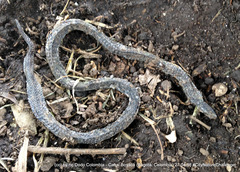 Atractus crassicaudatus