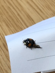 Harmonia axyridis
