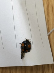 Harmonia axyridis