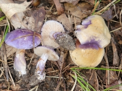 Cortinarius iodeoides