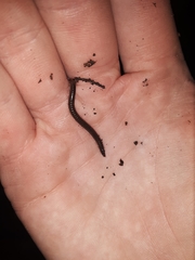 Uroblaniulus canadensis