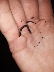 Uroblaniulus canadensis