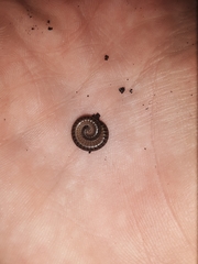 Uroblaniulus canadensis