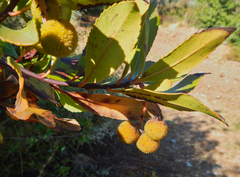 Arbutus unedo