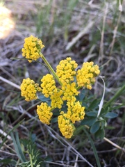Lomatium sandbergii