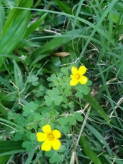 Oxalis