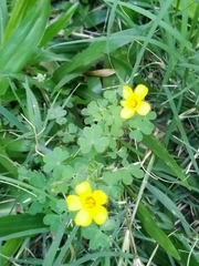Oxalis