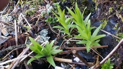 Fritillaria camschatcensis