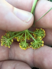 Lomatium sandbergii