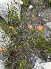 Sonderothamnus speciosus