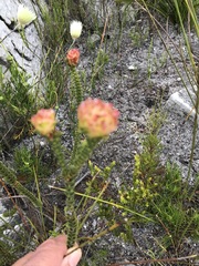 Sonderothamnus speciosus