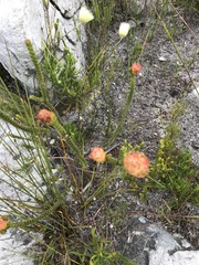 Sonderothamnus speciosus