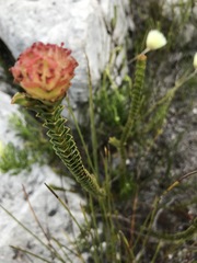 Sonderothamnus speciosus