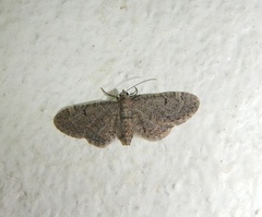Eupithecia ultimaria