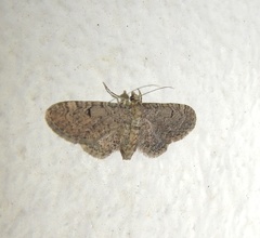 Eupithecia ultimaria