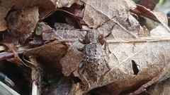 Plectrura spinicauda