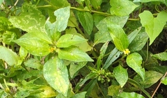 Synedrella