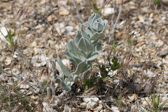 Convolvulus persicus