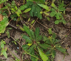 Biophytum sensitivum