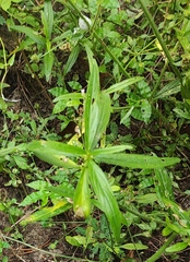 Leucas