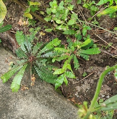 Biophytum sensitivum
