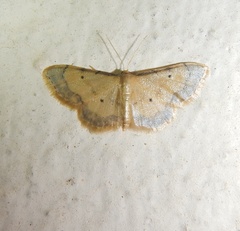 Idaea politaria