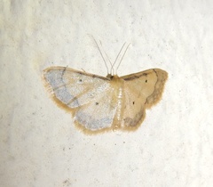Idaea politaria
