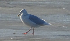 Larus hyperboreus