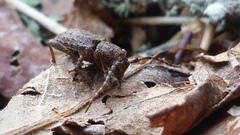 Plectrura spinicauda