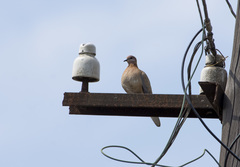Streptopelia senegalensis