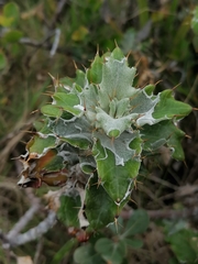 Berkheya barbata