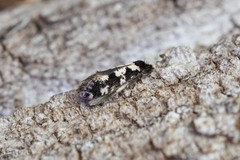 Neurothaumasia ankerella
