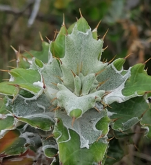 Berkheya barbata